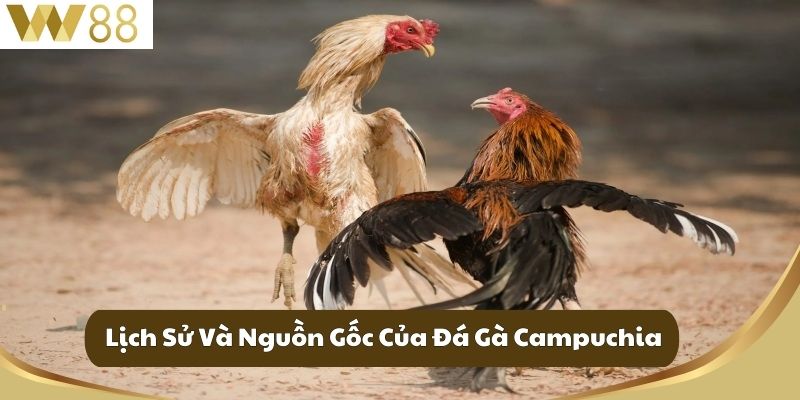 Lịch Sử Và Nguồn Gốc Của Đá Gà Campuchia