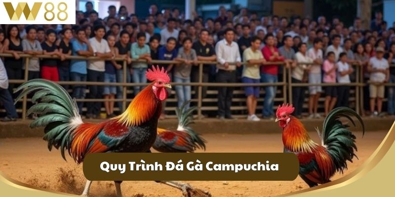 Quy Trình Đá Gà Campuchia
