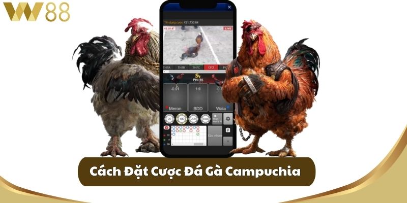 Cách Đặt Cược Đá Gà Campuchia