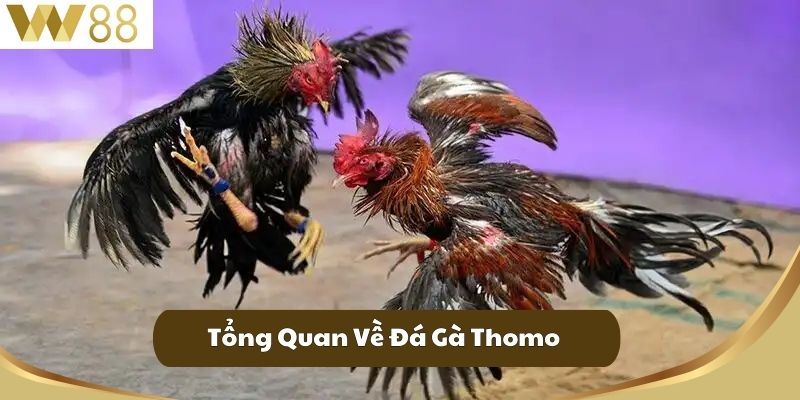 Tổng Quan Về Đá Gà Thomo