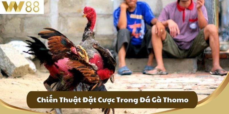 Chiến Thuật Đặt Cược Trong Đá Gà Thomo