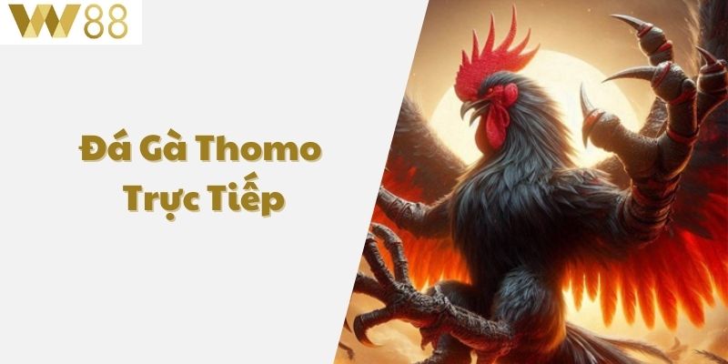Đá gà thomo trực tiếp