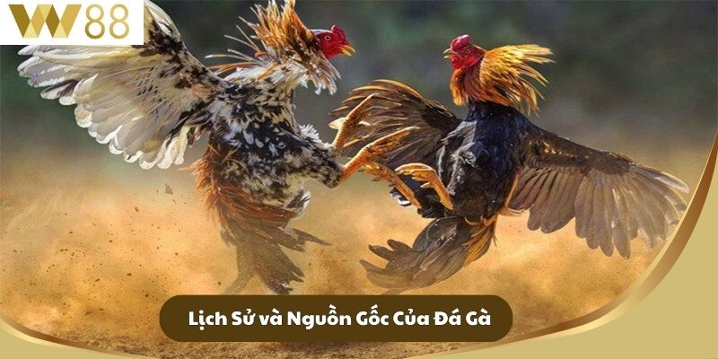 Lịch Sử và Nguồn Gốc Của Đá Gà