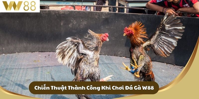 Chiến Thuật Thành Công Khi Chơi Đá Gà W88