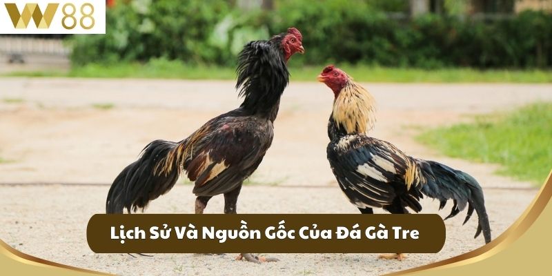 Lịch Sử Và Nguồn Gốc Của Đá Gà Tre