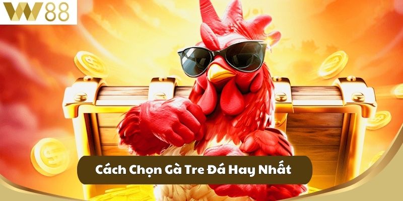 Cách Chọn Gà Tre Đá Hay Nhất