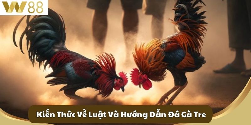 Kiến Thức Về Luật Và Hướng Dẫn Đá Gà Tre